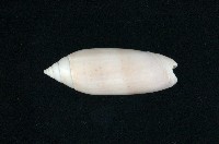 藏品(多彩榧螺)的圖片